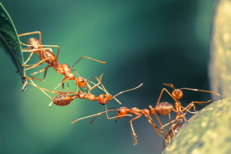 Smart ant' algorithms cut vehicle fleet emissions in half - LAPV
